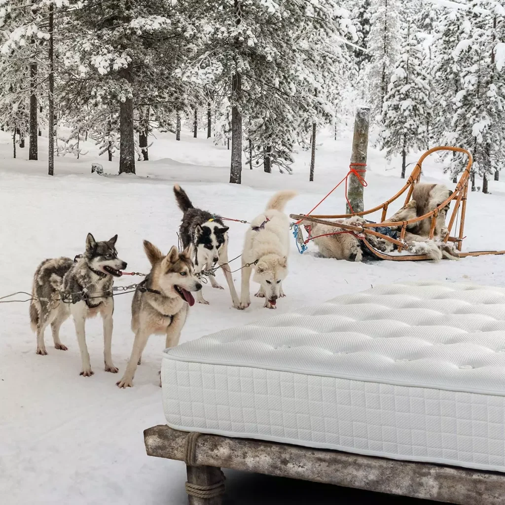 Hälsa Lappland at kuyruğu kılı doğal yatak
